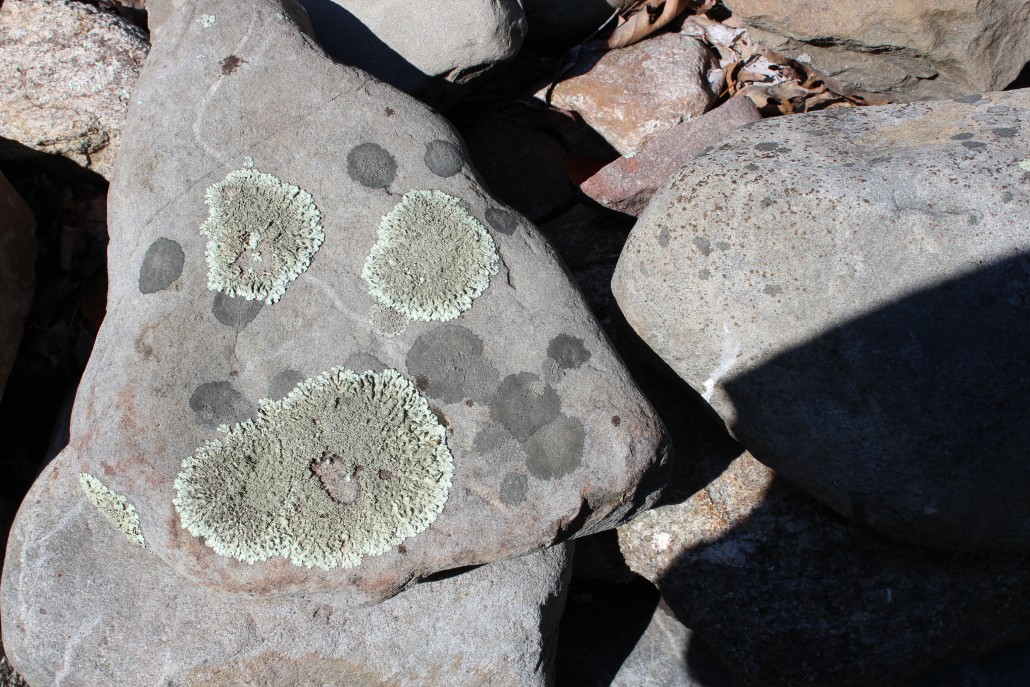 Face - lichen