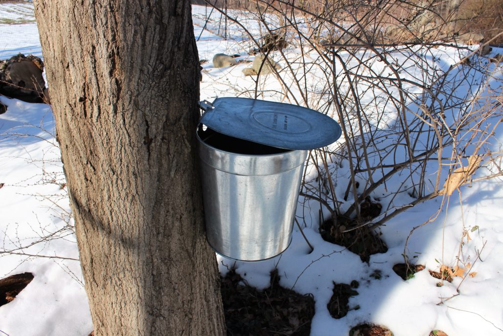 maple bucket