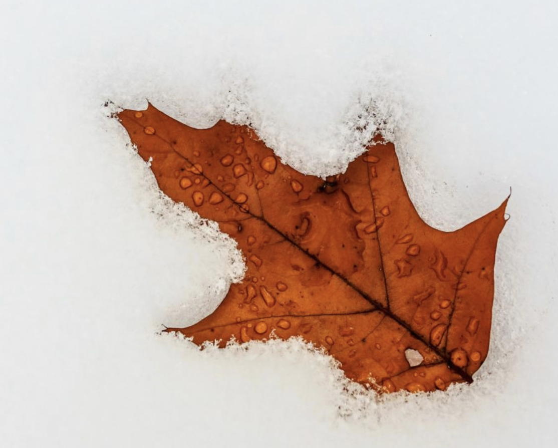 A leaf in snow