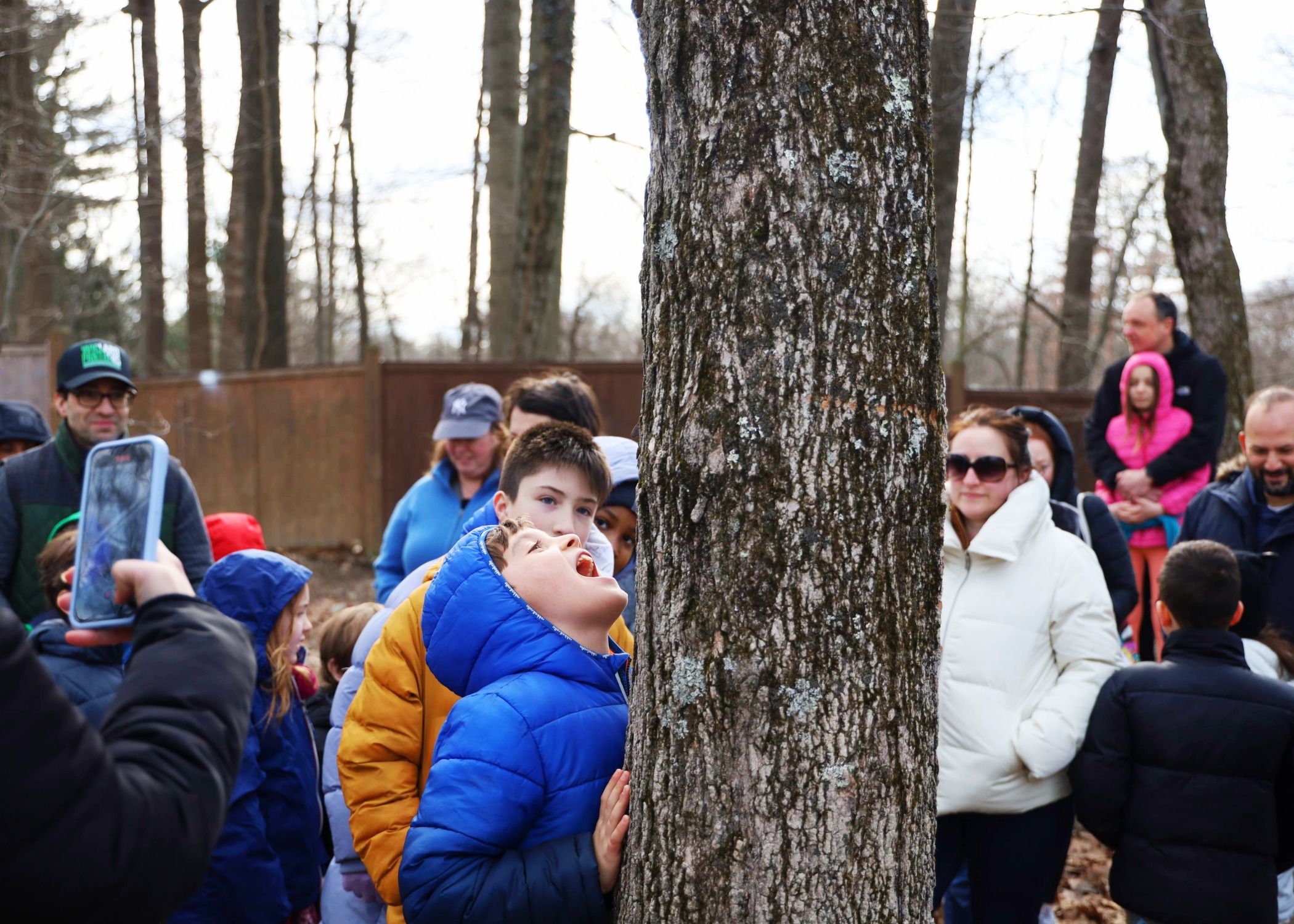 A child close to a tree, opening their mouth to catch a drop of sap from a maple tree with adults looking on and smiling in the background